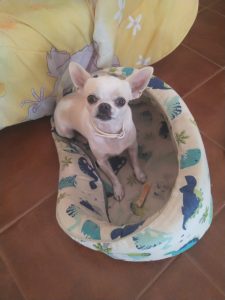 Timmy, Chihuahua, * 03.2020