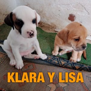 Klara und Lisa, Mischlinge Dackel Mix/ BoxerMix❤️,* 05.10.2022