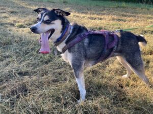 Notfall: Polly, Bodeguero Mix, ca 5 Jahre, 45cm